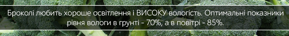 brokoli main