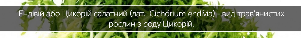 endivii