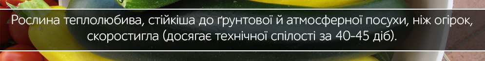 kabachok