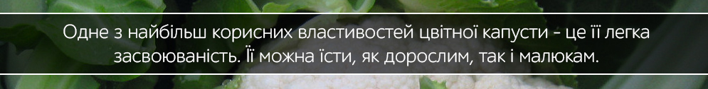 kapusta cvitna