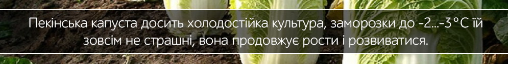 pekinska kapusta