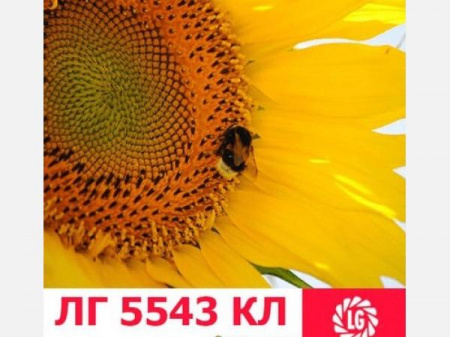 Насіння соняшника ЛГ 5543  КЛ 150 000 насінин 