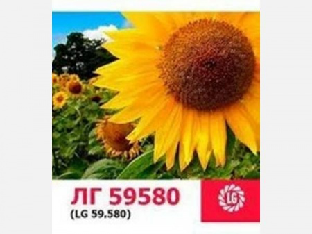 Насіння соняшника ЛГ 59580 150 000 насінин 