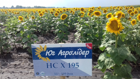 Насіння соняшнику HC X 195 фракція стандарт 150000 насінин