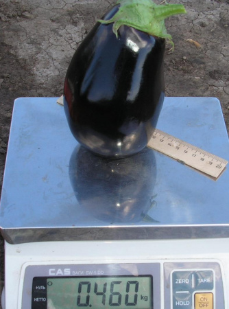 Насіння баклажана Галіне F1 (Galine), 60-65дн. 5 грам