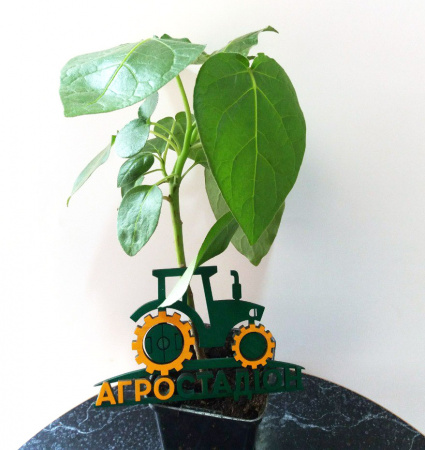 Тамарілло (томатне дерево)